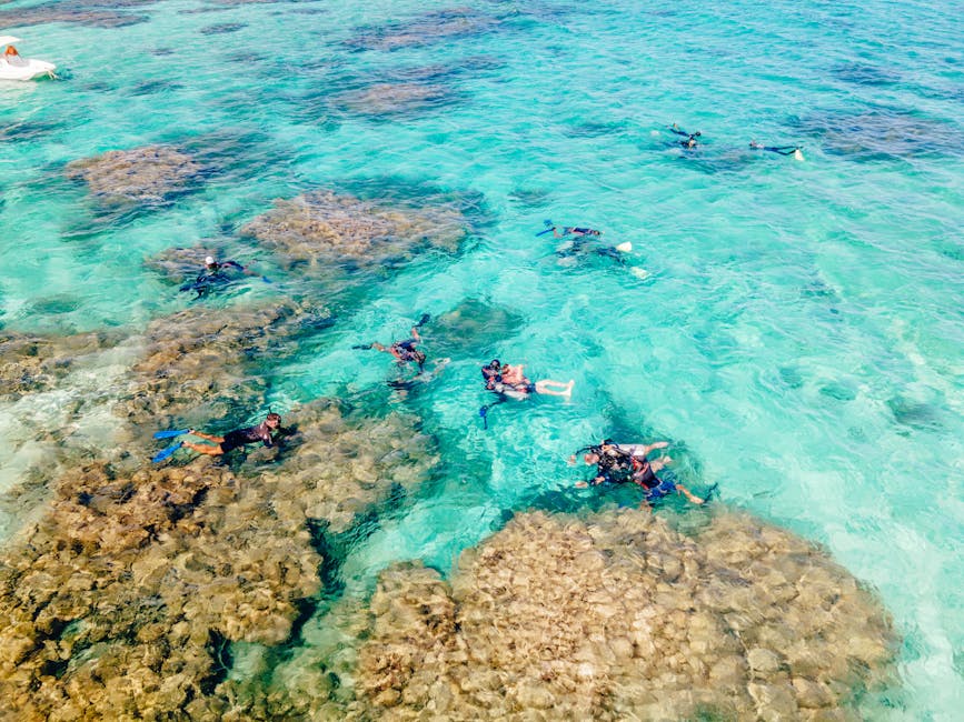 Discover the Stunning Snorkeling Experience in Barbados Before Concert Therapy