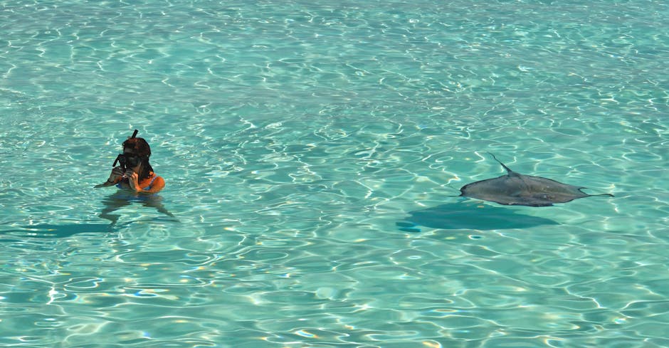 Discover the Stunning Snorkeling Experience in Barbados Before Concert Therapy